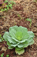 Chinese kale vegetable