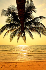 Obraz na płótnie Canvas Coconut tree and sky