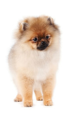 Fototapeta premium Puppy of a spitz-dog