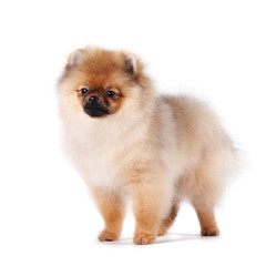 Obraz premium Puppy of a spitz-dog