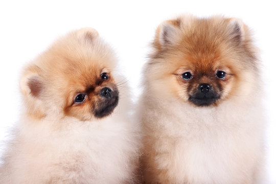 Portrait of two puppies of a spitz-dog