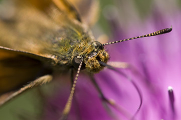 moth close up