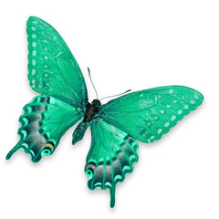 Obraz na płótnie Canvas Green Butterfly