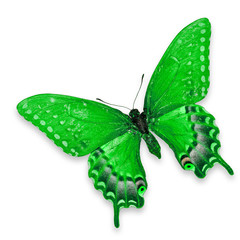 Obraz na płótnie Canvas Green Butterfly