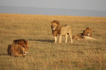 Plakat Stado Masai Mara Kenia Lion