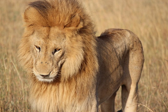 ケニアマサイマラ 雄ライオン