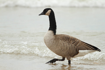 Fototapeta premium Canada Goose Wading in Shallow Water - Grand Bend, Ontario, Canada