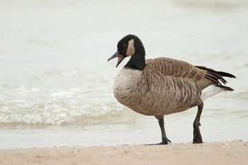 Canada Goose Calling on a Lake Huron Beach - Ontario, Canada