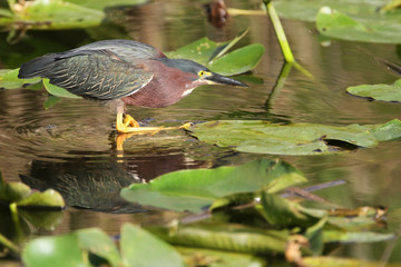 Green Heron (Butorides virescens) Stalking its Prey