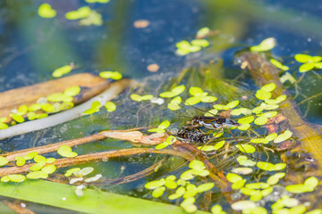 Water strider