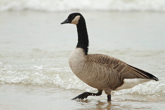 Canada Goose Wading in Shallow Water - Grand Bend, Ontario, Canada