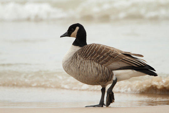 Canada Goose Standing on a Beach - Ontario, Canada 