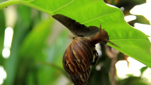 Snail climb trees Part3