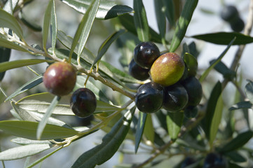 Olive