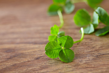 leaf clover on wood background