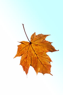 Ahorn Blatt