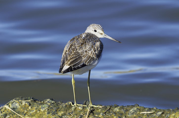 Greenshank
