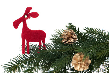 Red deer on fir branch