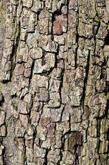 texture corteccia albero pero