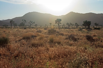 Naklejka premium Joshua trees at sunset. Joshua Tree National Park. USA.