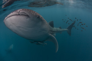 whale shark near the surface