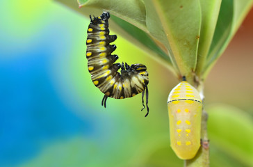 Before pupation, Metamorphosis of Plain Tiger Butterfly