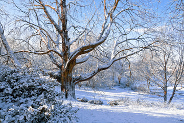 First snow in the park.