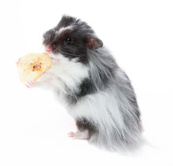 Hamster mit einem Bananenstück