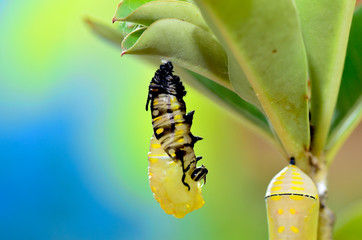 Metamorphosis of Plain Tiger Butterfly