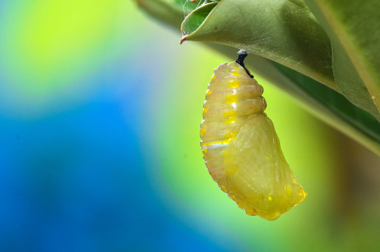Pupa Plain Tiger Butterfly after process pupation