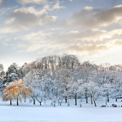 First snow in the park.