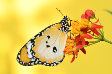 Plain Tiger Butterfly on Milkweed flower