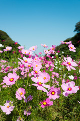 コスモス