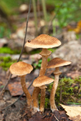 Honey fungus (Armillaria or оpenky)