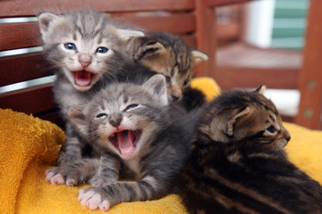 Katzenbabys