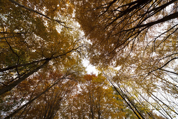 Montseny in autumn