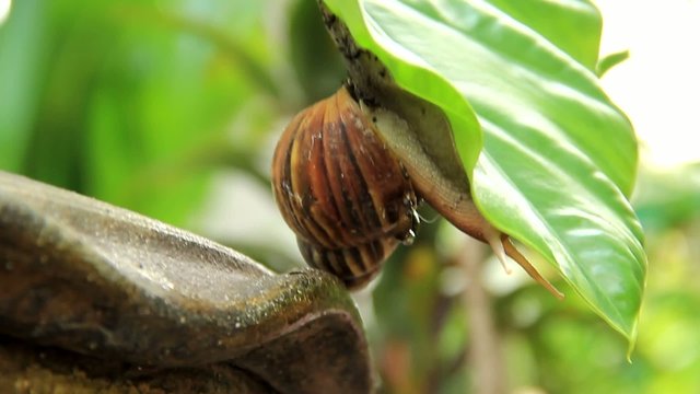 Snail climb trees Part4