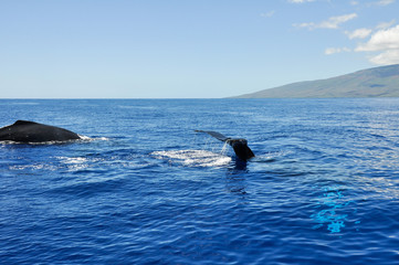 Humpback Whales in Lahaina, Maui, Hawaii