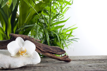 Orchid on stone with palm spa concept against white