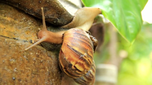 Snail climb trees Part6