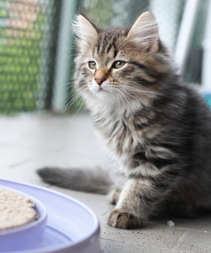 Cuccioli di gatto siberiano mentre gioca sul balcone