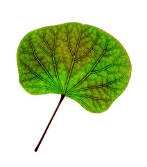 Judas tree leaf