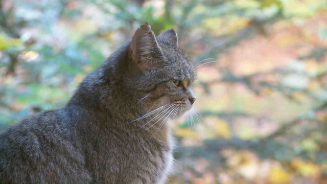 Wildkatze