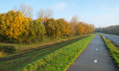Fototapeta premium Colorful forest at fall