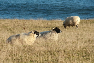 flock of sheep on Northumberland coast