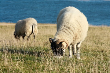 grazing sheep in late autumn