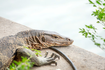 The Water monitor, (Varanus salvator)