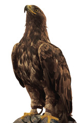 Proud Eagle isolated