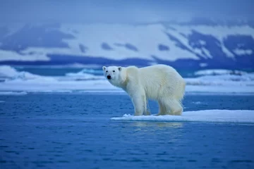 Printed kitchen splashbacks Icebear Polar bear