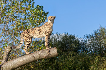 Cheetah Standing on Tree Branch with Copy Space